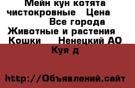 Мейн-кун котята чистокровные › Цена ­ 25 000 - Все города Животные и растения » Кошки   . Ненецкий АО,Куя д.